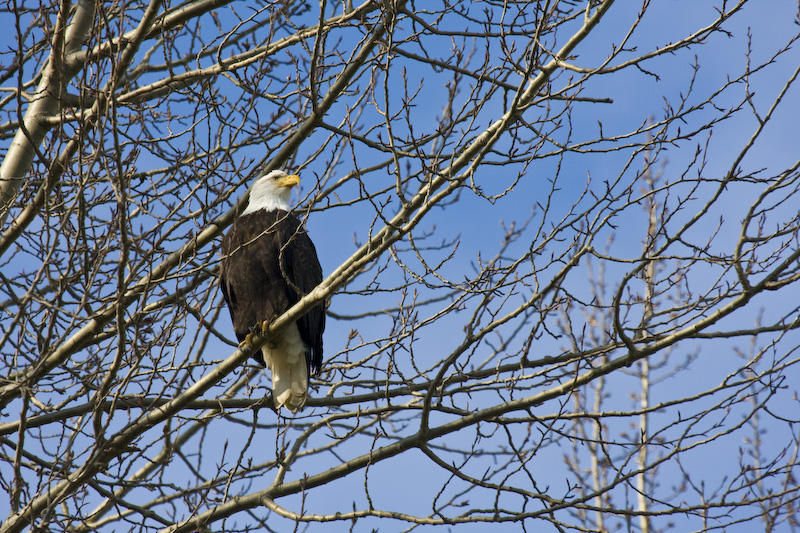 Bald Eagle In Tree